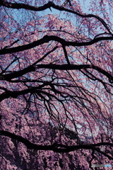 満開の枝垂れ桜