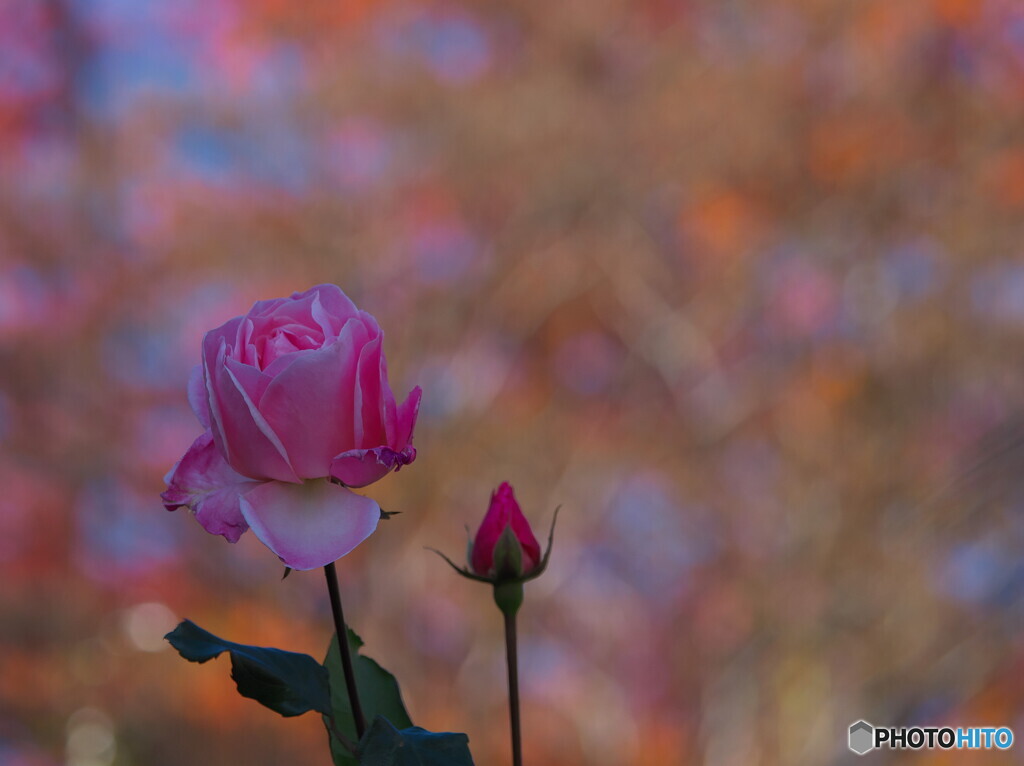 バラと紅葉＃３