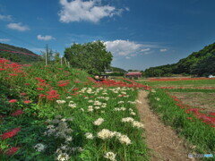 里山の彼岸花