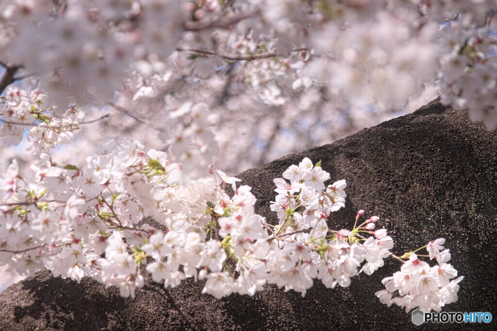 sakura色＃２