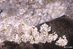 sakura色＃２