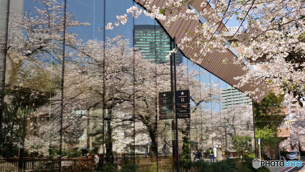 ウインドウ花見　P1156175