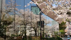 ウインドウ花見　P1156175