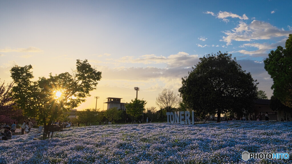 夕暮れ時のネモフィラ＃１