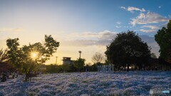 夕暮れ時のネモフィラ＃１