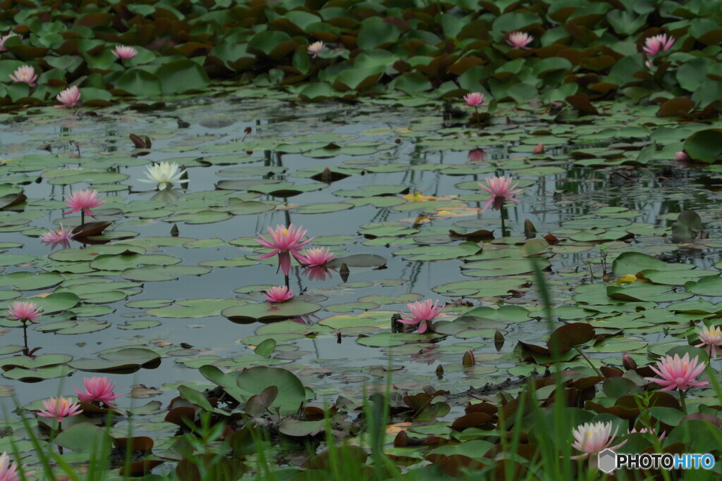 睡蓮＃２