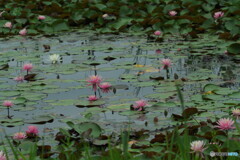 睡蓮＃２