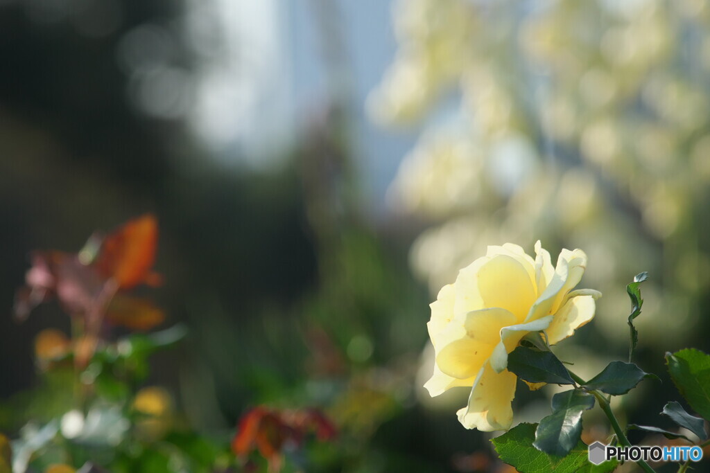 秋の花が懐かしい＃２