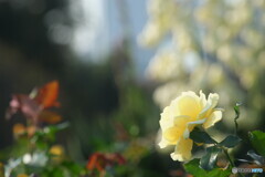 秋の花が懐かしい＃２