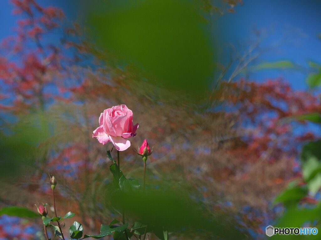 バラと紅葉＃１