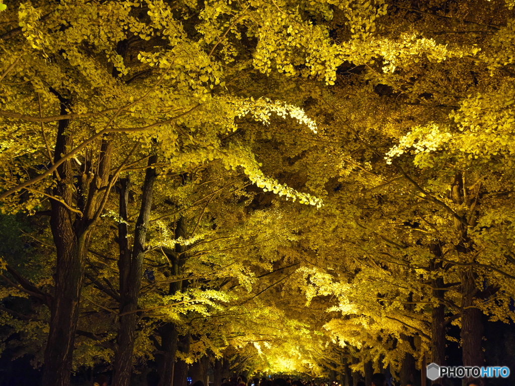 ライトアップされたイチョウ並木のトンネル