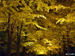 ライトアップされたイチョウ並木のトンネル