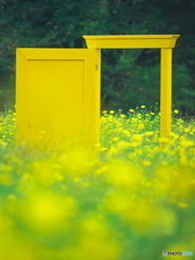 レモンブライトと黄色い扉　P1168149