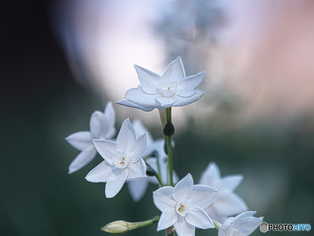 ペーパーホワイトが咲きました。