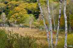 奥日光の初秋１ーまだちょっと早い