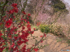 里山の春＃２