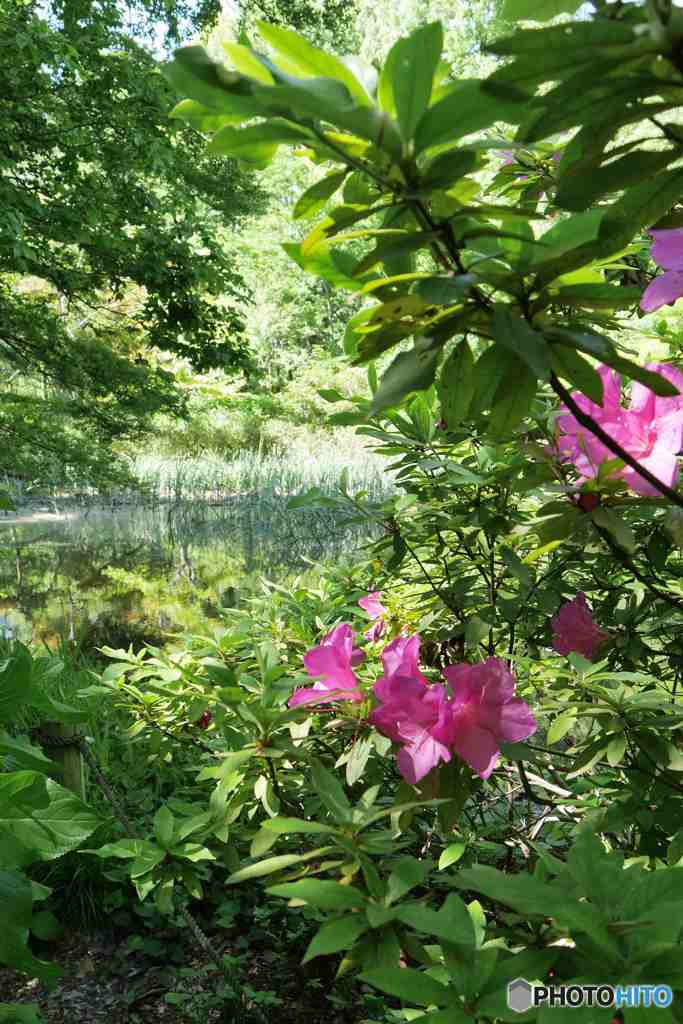 新宿御苑～水辺に咲くツツジ