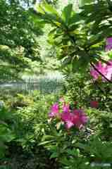 新宿御苑～水辺に咲くツツジ