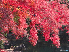 今年最後の投稿です