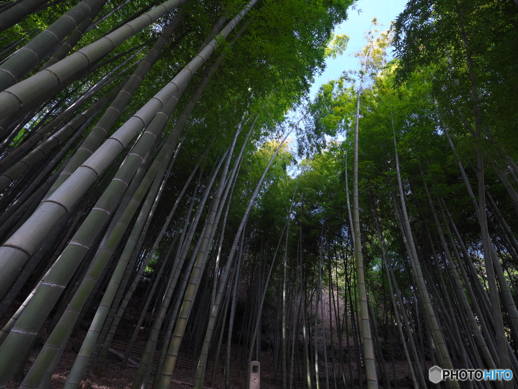 気分の良い竹林