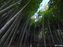 気分の良い竹林