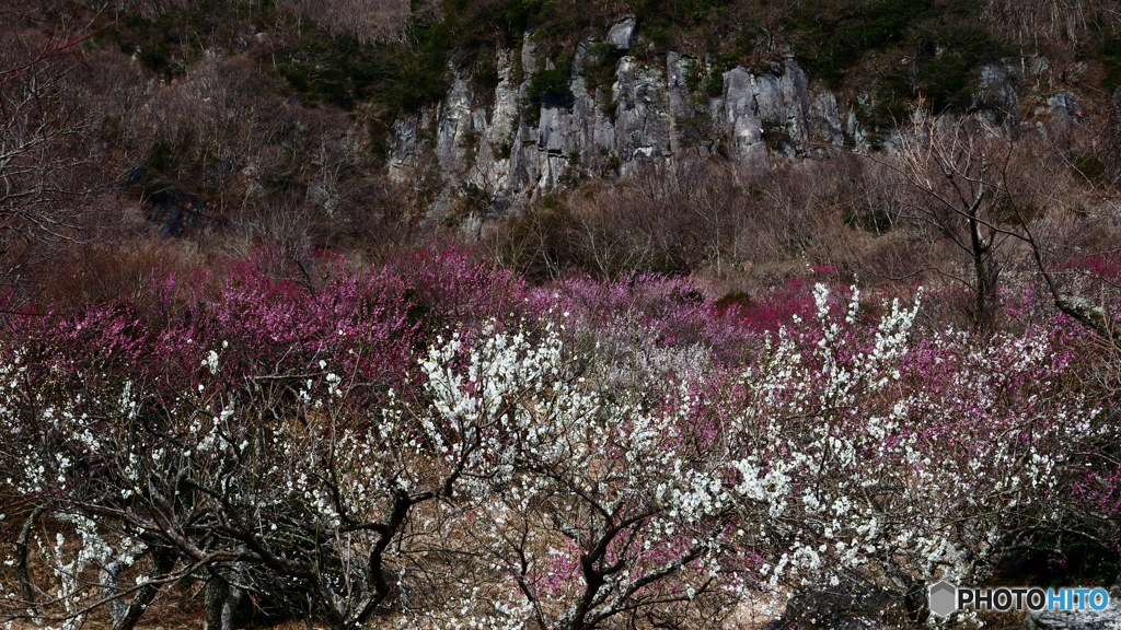 岩壁に梅花　P1043141