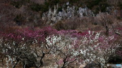 岩壁に梅花　P1043141