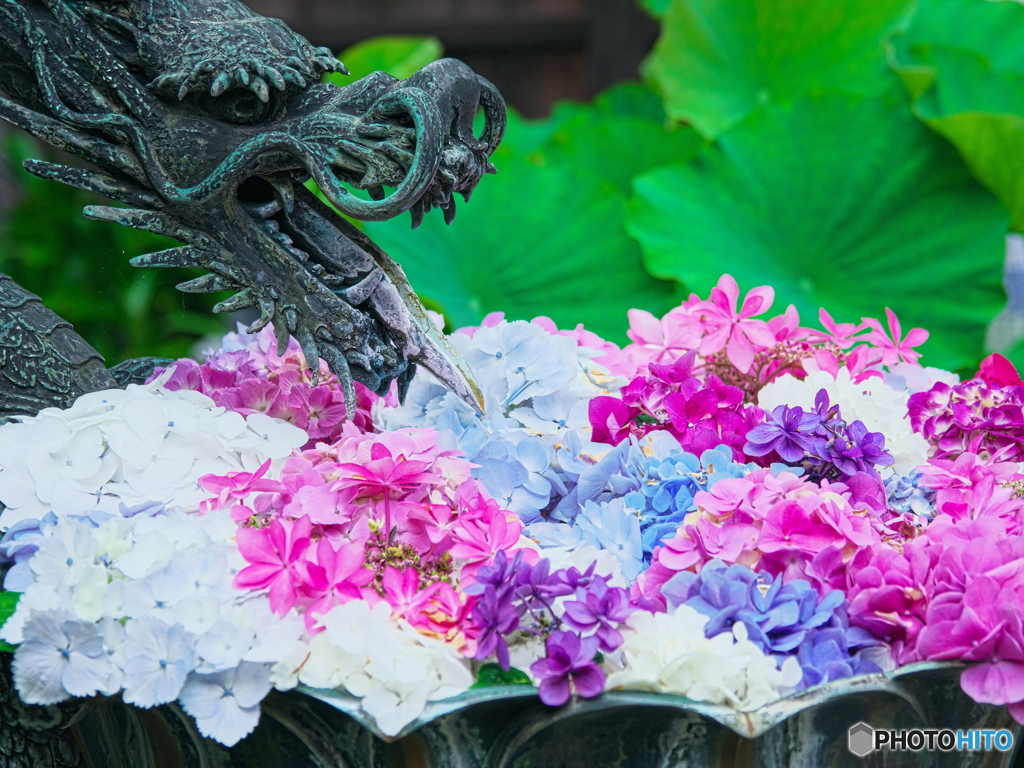 紫陽花手水鉢