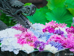 紫陽花手水鉢