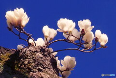 ハナモクレン其の2　P1143255