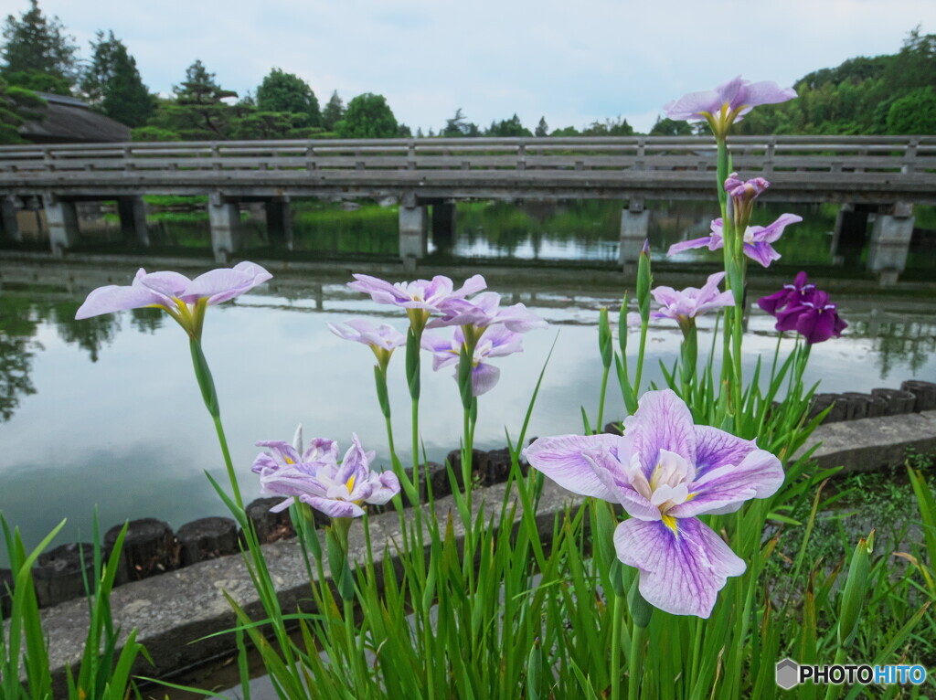 花菖蒲と木橋＃１