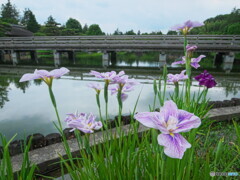 花菖蒲と木橋＃１