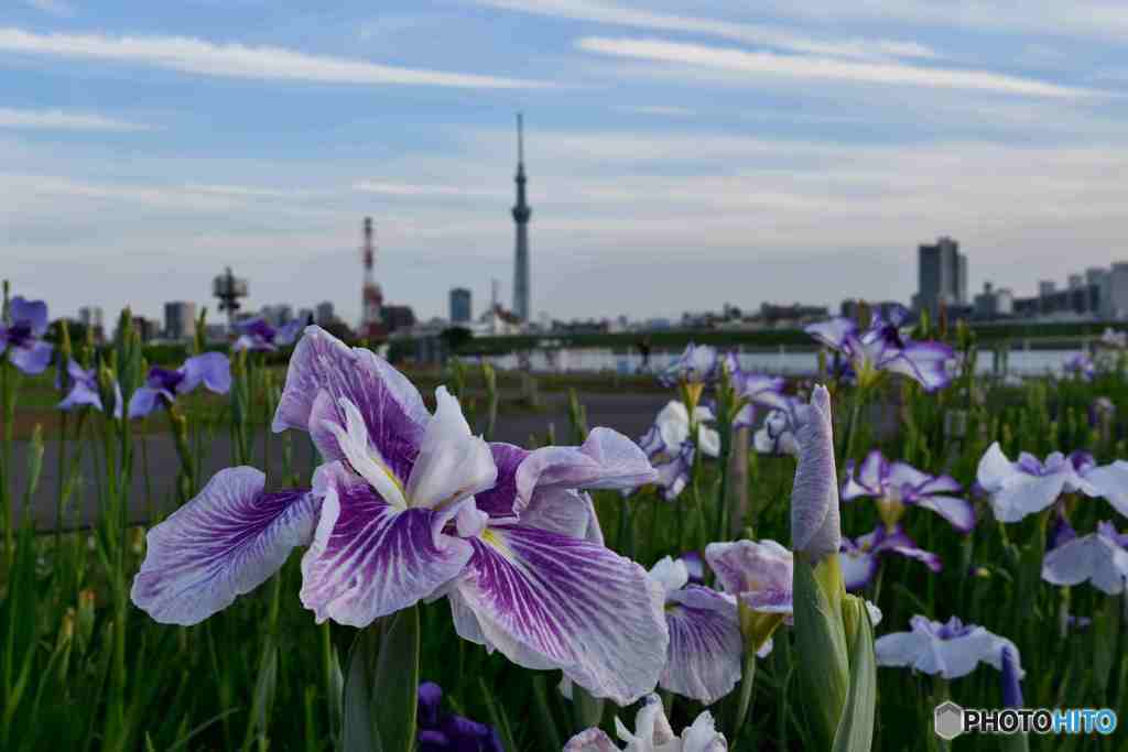 スカイツリー遠望～１