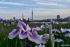 スカイツリー遠望～１