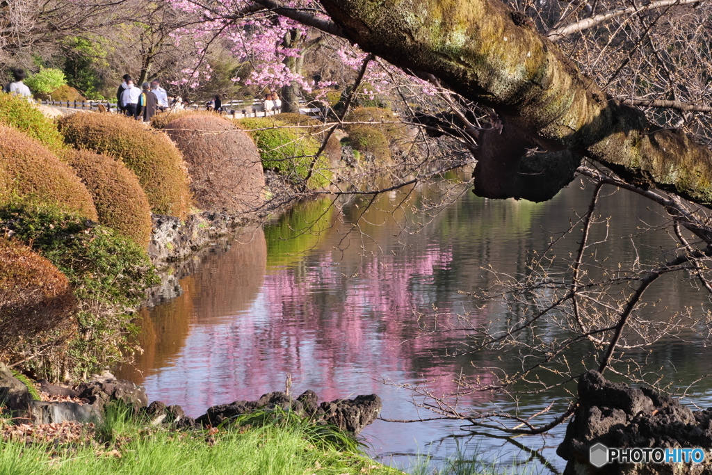 寒桜が見頃　P1210101