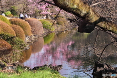 寒桜が見頃　P1210101