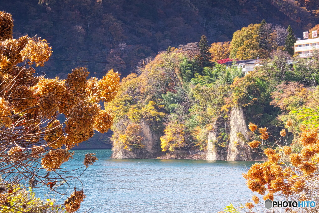 秋の紫陽花に紅葉