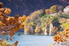 秋の紫陽花に紅葉