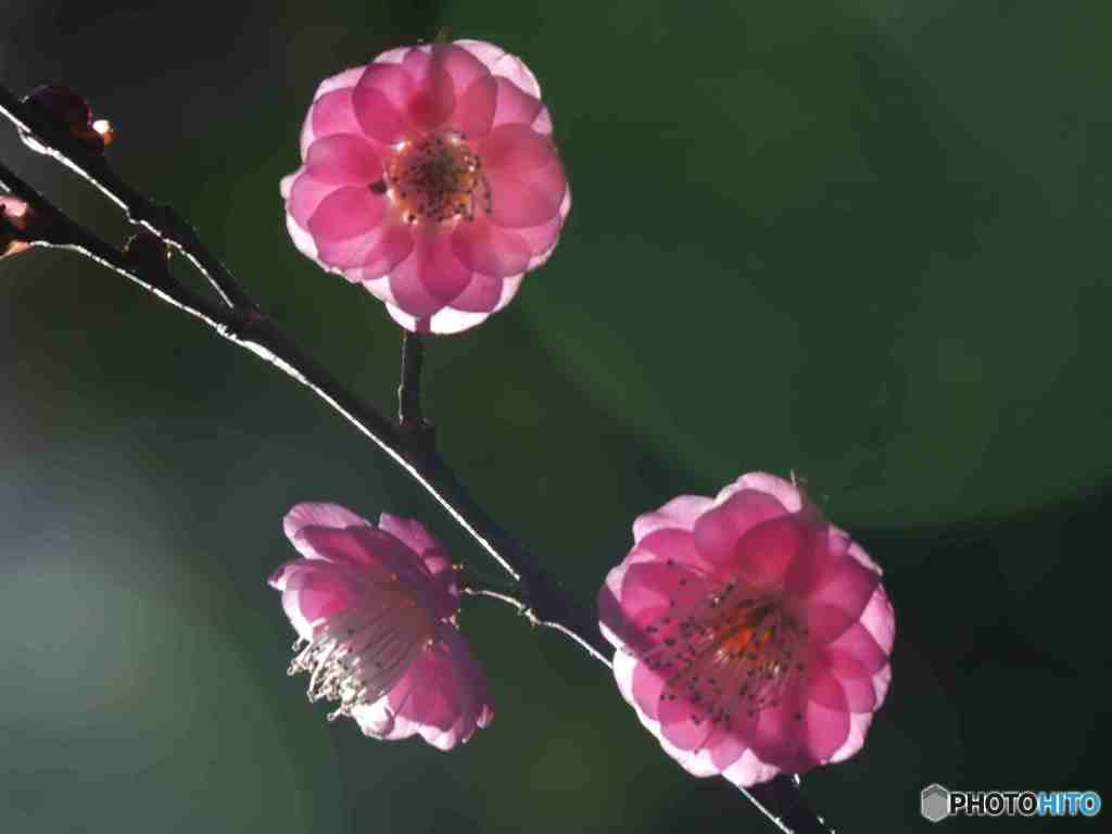 梅一輪、一輪程の暖かさ