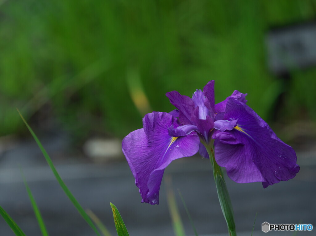 花菖蒲の姿＃１