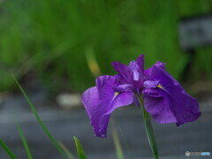 花菖蒲の姿＃１
