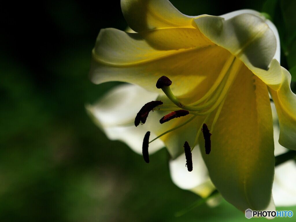 オリエンタルリリー＃１