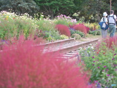 過ぎた秋を偲ぶ＃１