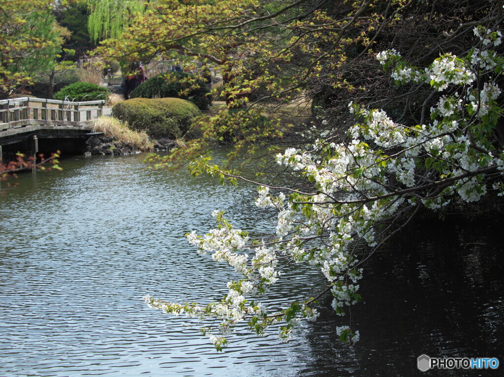 水辺の桜