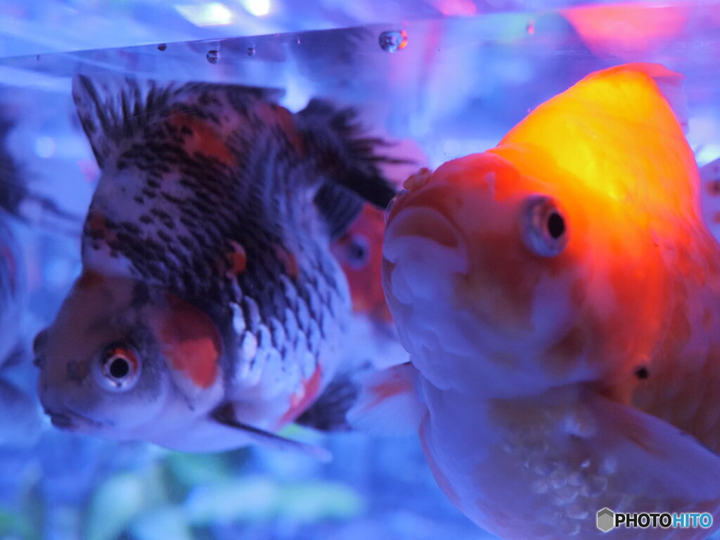 でぶっちょ同士　P1103483