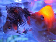 でぶっちょ同士　P1103483