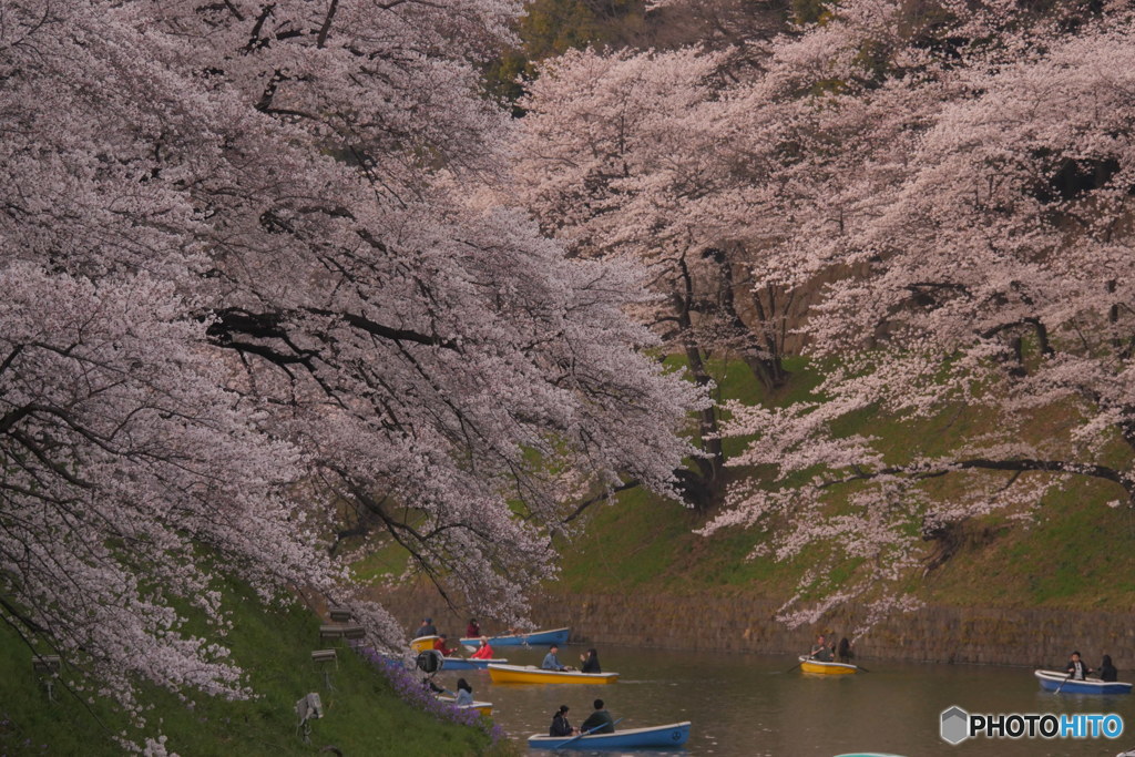 桜色其の２　P1100111