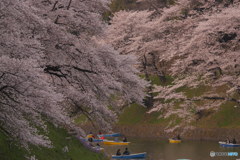 桜色其の２　P1100111