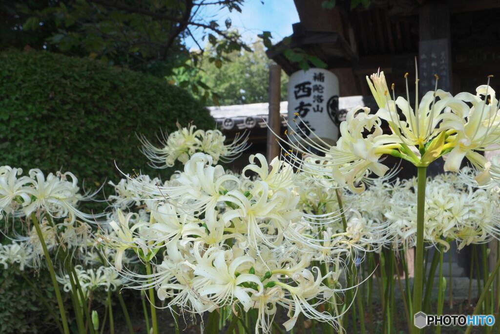 西方寺の彼岸花＃２