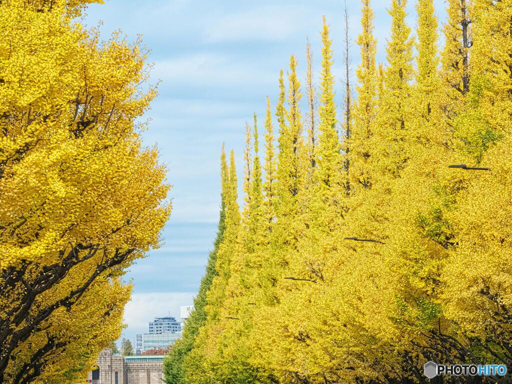 神宮外苑いちょう並木～青山通り側から